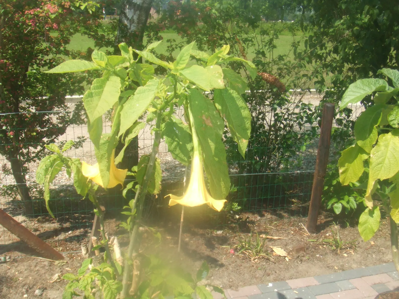 Pink Angel's Trumpet (Brugmansia Suaveolens) — good drainage is crucial to prevent root rot; heavy scent especially pronounced at nightfall, image 77