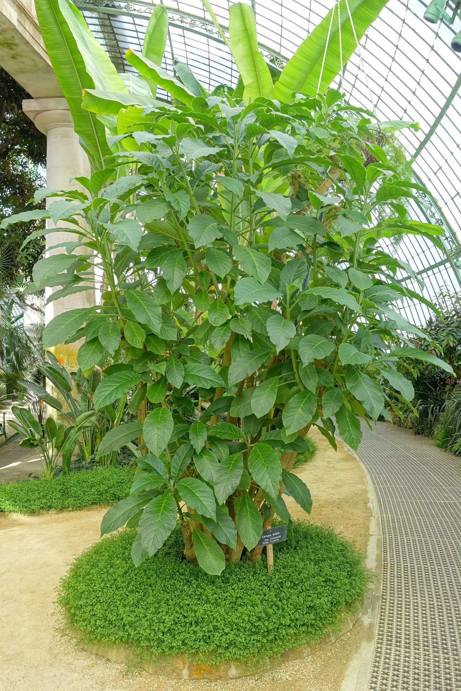Pink Angel's Trumpet (Brugmansia Suaveolens) — shrub with pink blooms; heavy scent especially pronounced at nightfall, image 104