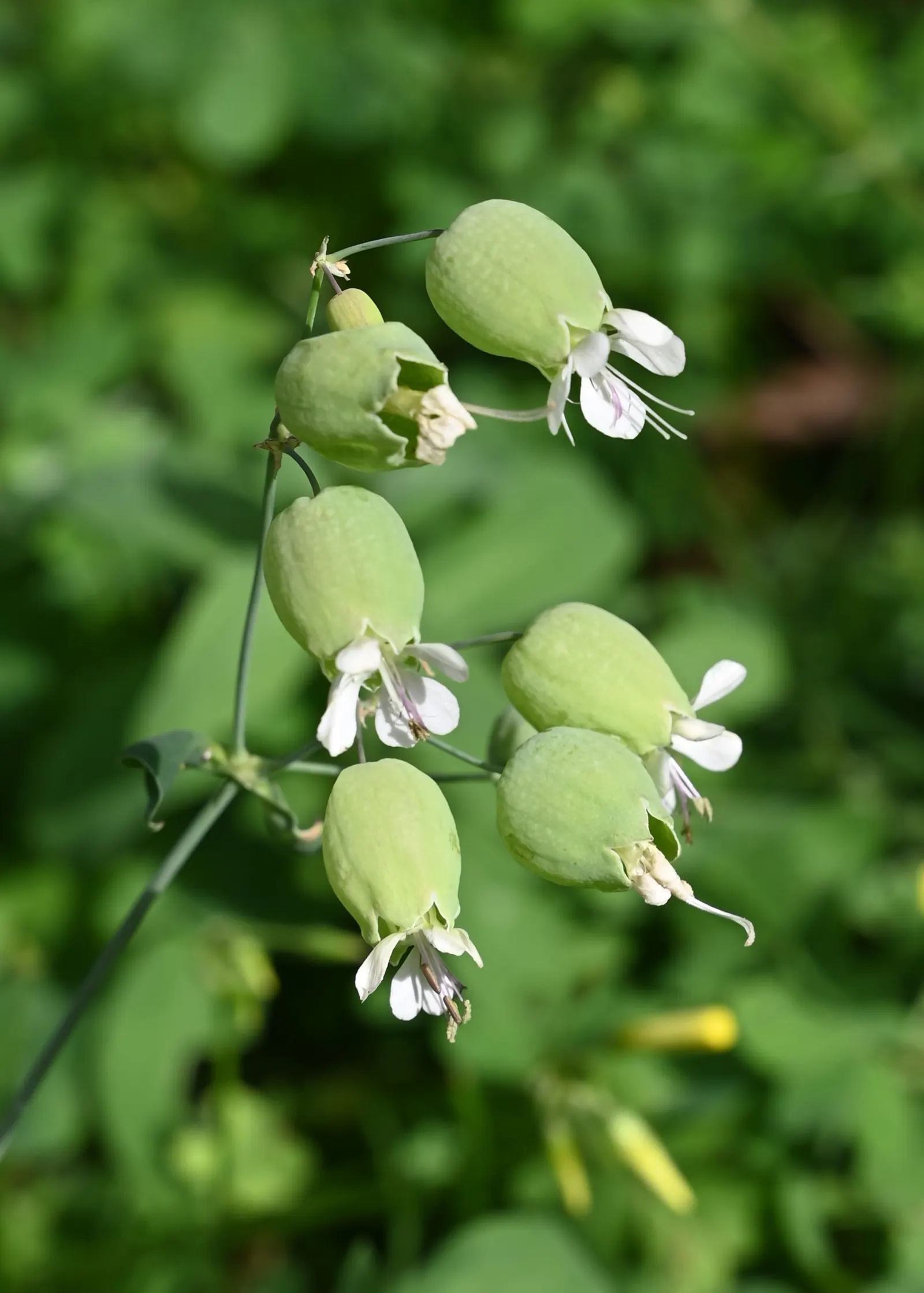 Bladder Campion (Silene Uniflora) — offering long-lasting and understated elegance to gardens with its breezy