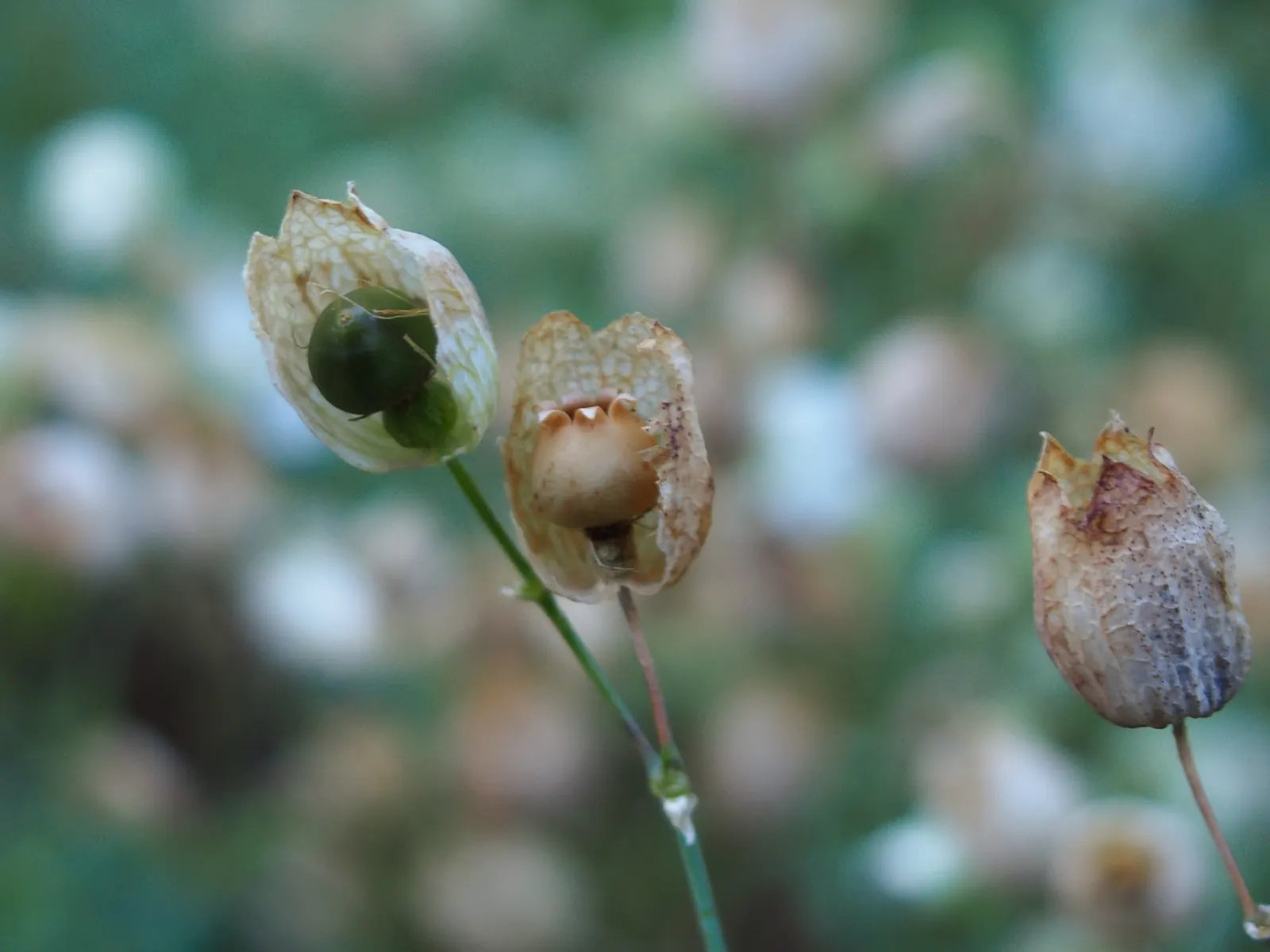 Bladder Campion (Silene Uniflora) — hence the name "Bladder" Campion; it bears white, balloon-like flowers atop 6-12 inch stems with narrow, image 59