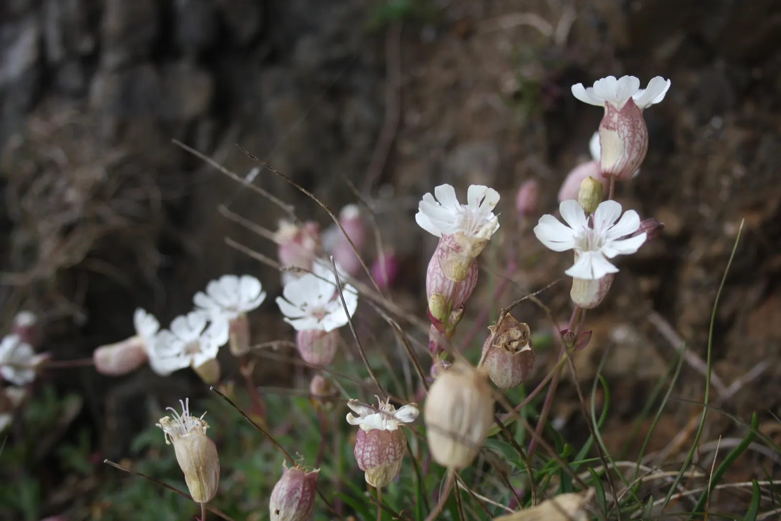 Bladder Campion (Silene Uniflora) — is a charming and robust perennial that adds resilience and grace to a landscape design; white flowers in the, image 127