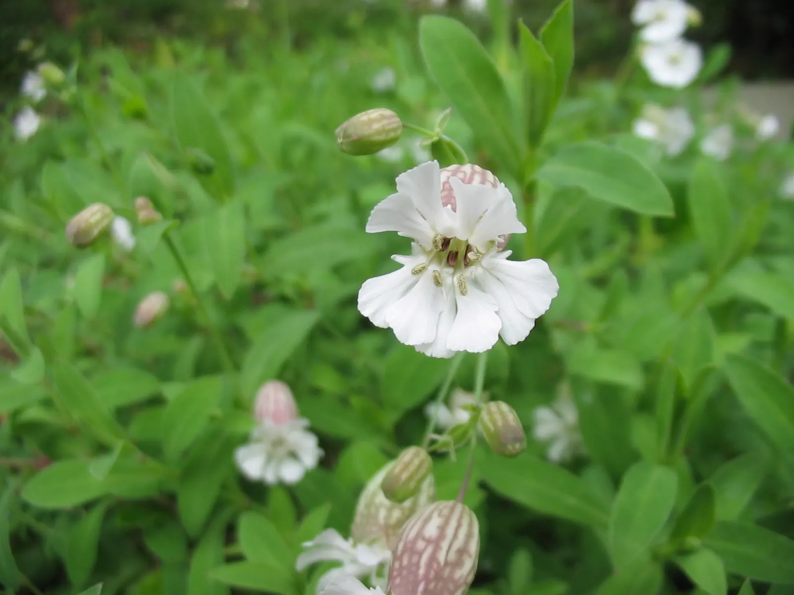 Bladder Campion (Silene Uniflora) — airy look and attracting beneficial pollinators; demonstrating adaptability to various garden aspects