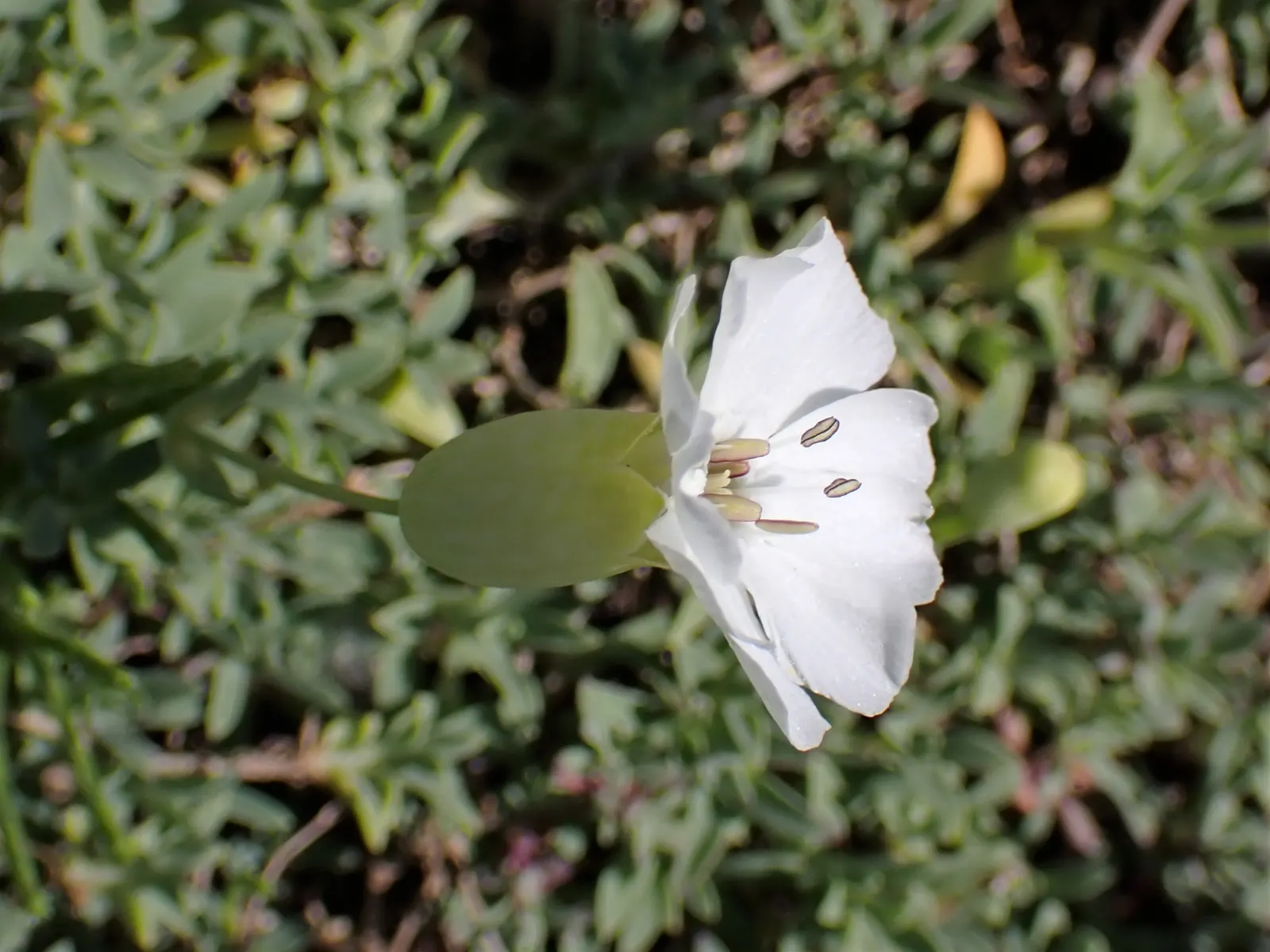 Bladder Campion (Silene Uniflora) — but it is remarkably tolerant of poor soils; the Bladder Campion is a versatile and graceful component of a resilient