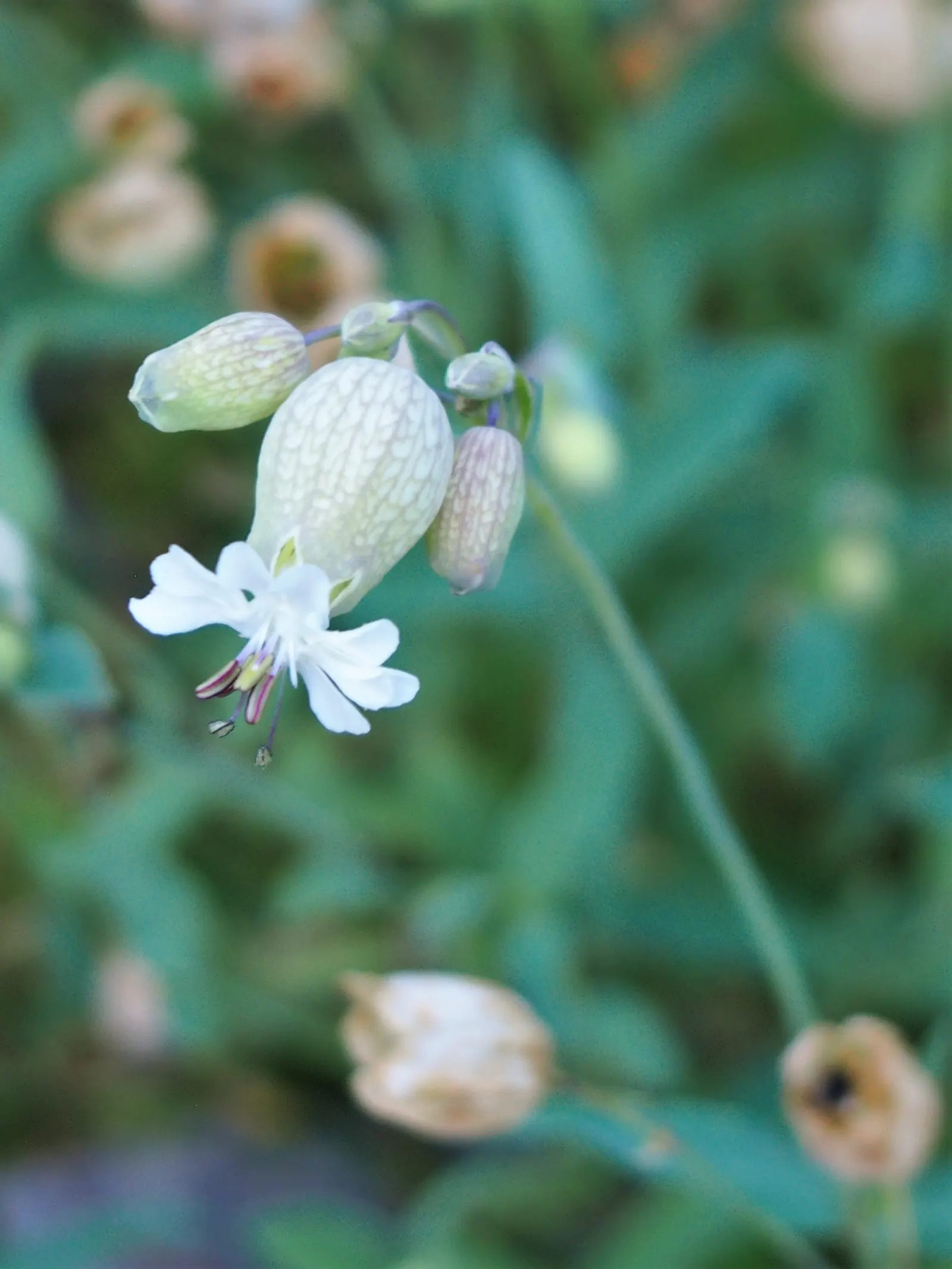 Bladder Campion (Silene Uniflora) — This low-maintenance plant prefers well-draining soil and full sun to part shade; silene uniflora is not, image 99