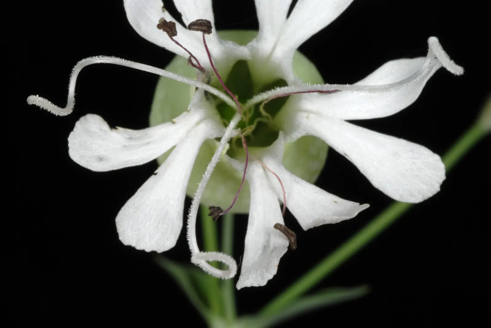 Bladder Campion (Silene Uniflora) — Blooming from late spring to midsummer; silene uniflora, or Bladder Campion, is a resilient perennial, thriving, image 172