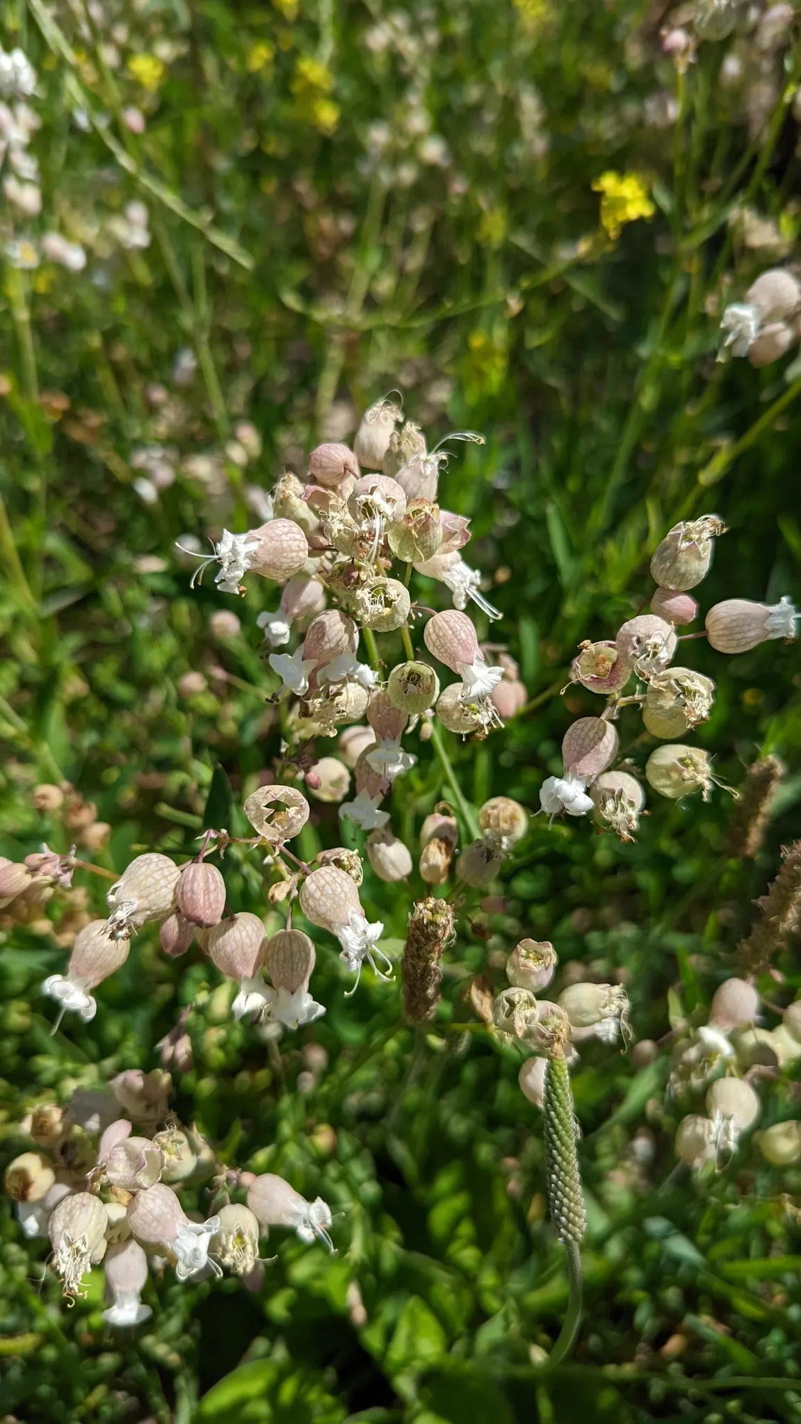 Bladder Campion (Silene Uniflora) — offering long-lasting and understated elegance to gardens with its breezy; perennial for half or shade, image 117