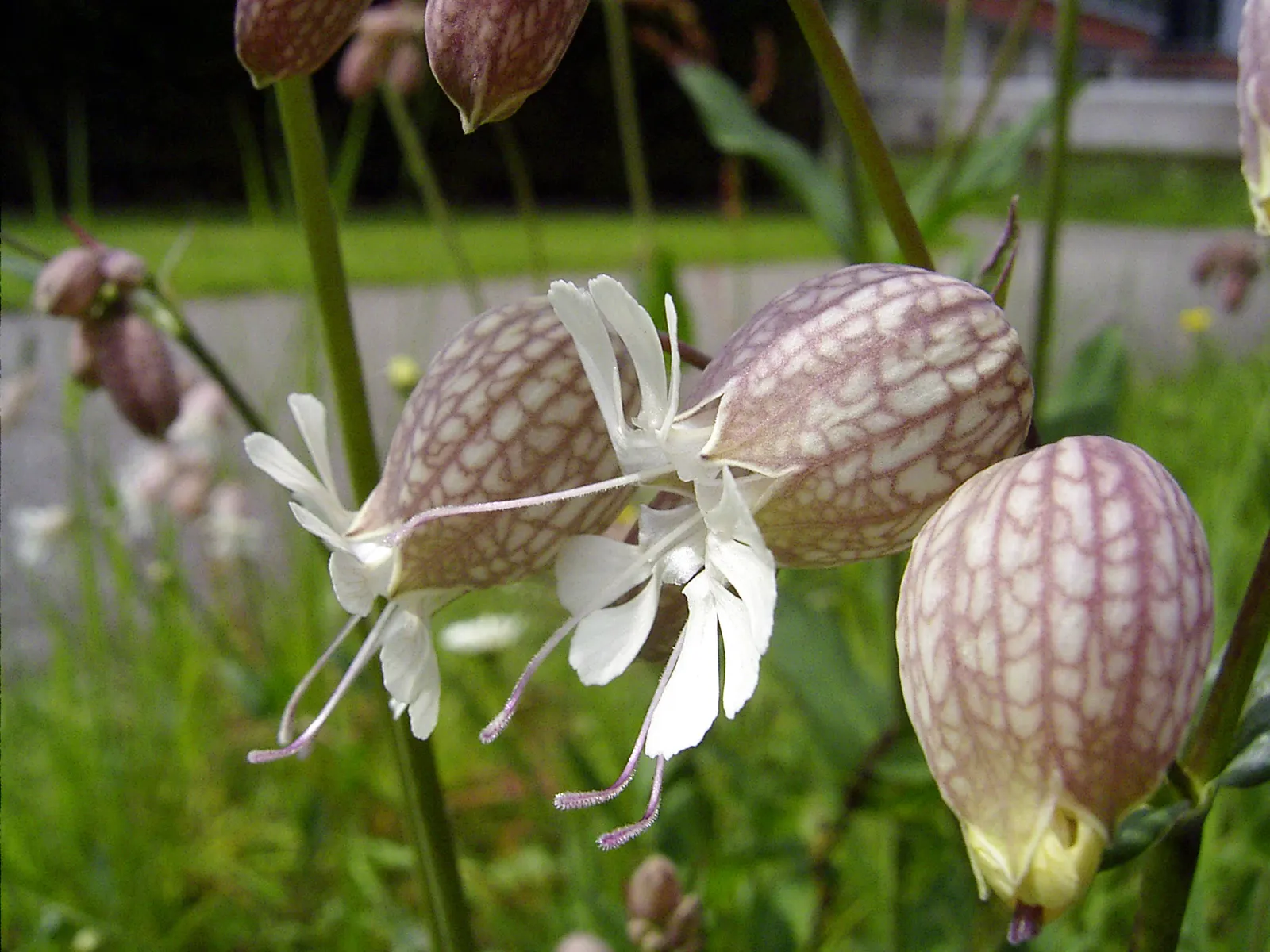 Bladder Campion (Silene Uniflora) — demonstrating adaptability to various garden aspects; airy look and attracting beneficial pollinators