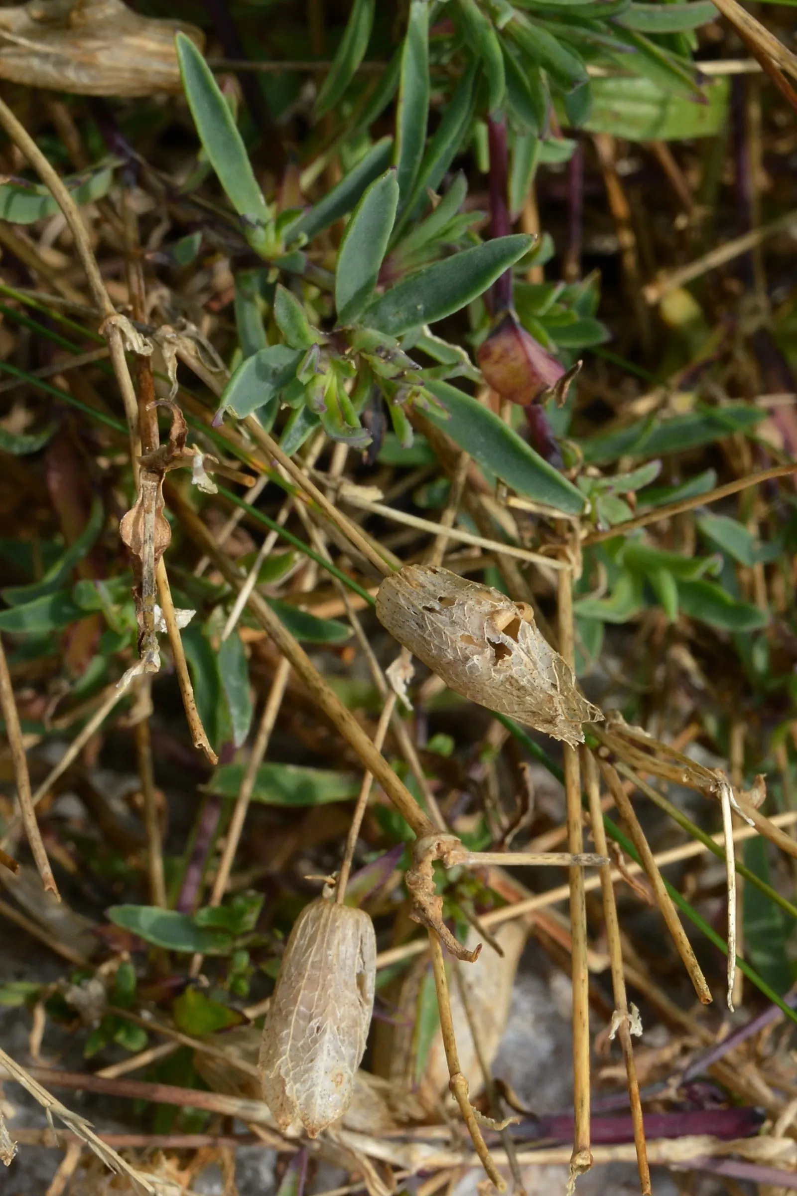Bladder Campion (Silene Uniflora) — ensuring that its verdant and creamy display remains unmarred.<br><br>Overall; resembling a small balloon