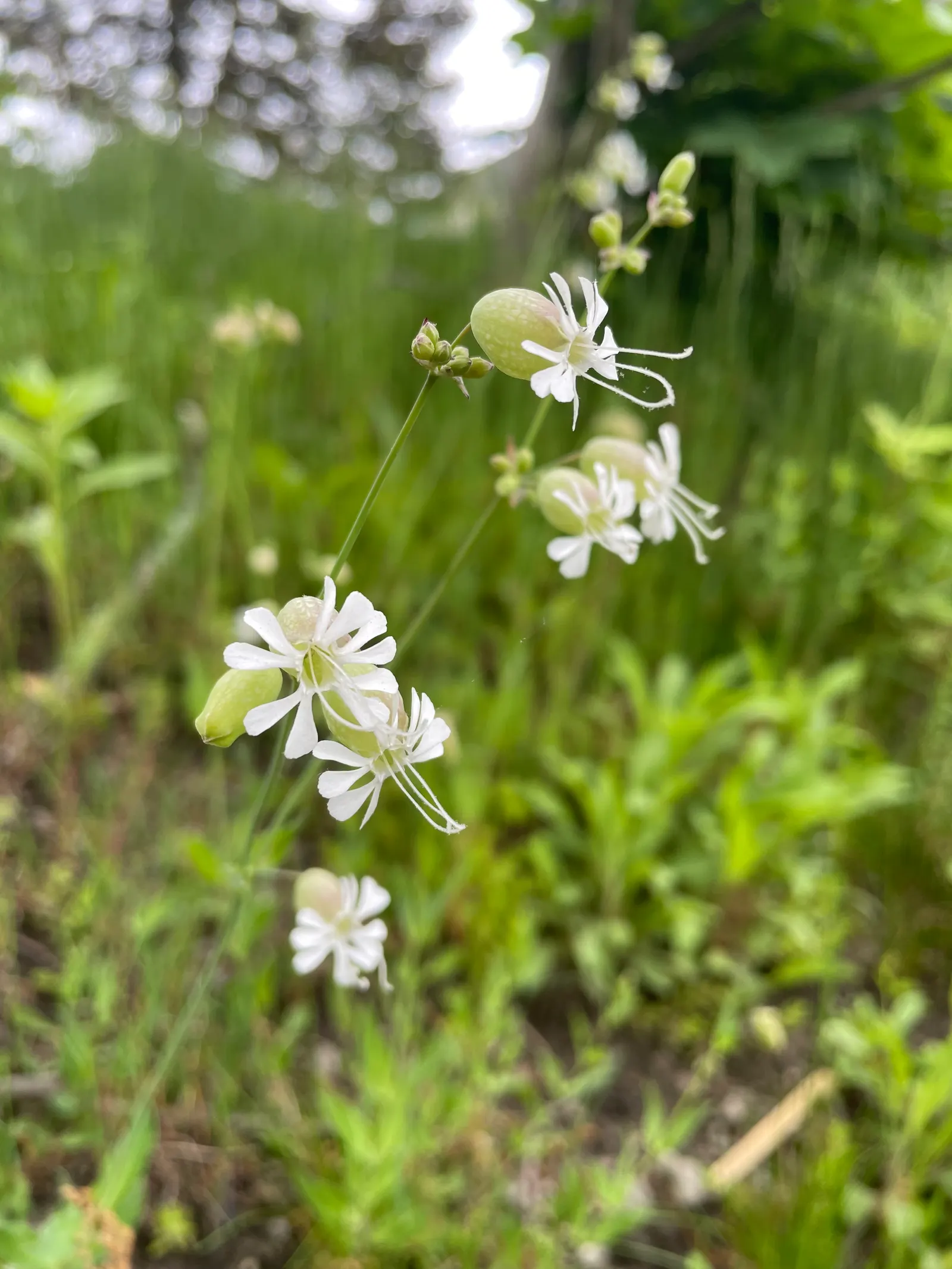 Bladder Campion (Silene Uniflora) — perennial with white blooms