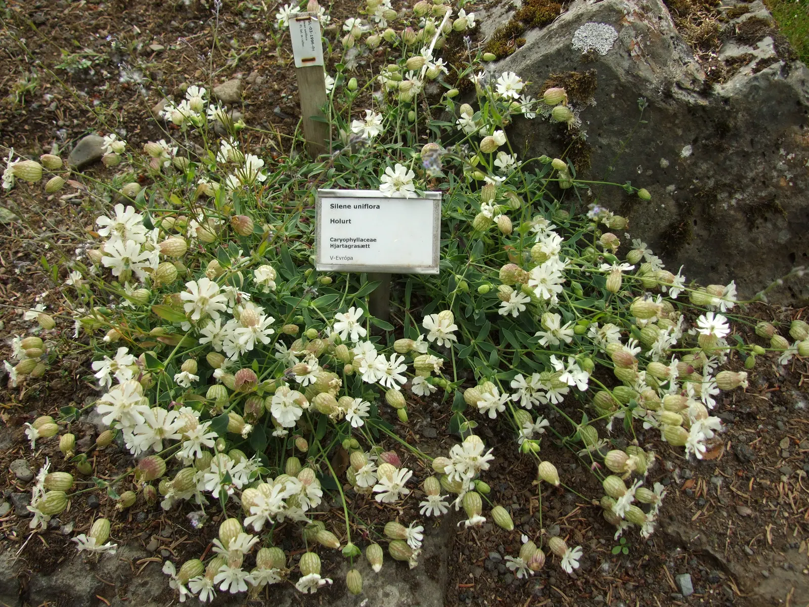 Bladder Campion (Silene Uniflora) — airy look and attracting beneficial pollinators; demonstrating adaptability to various garden aspects, image 174