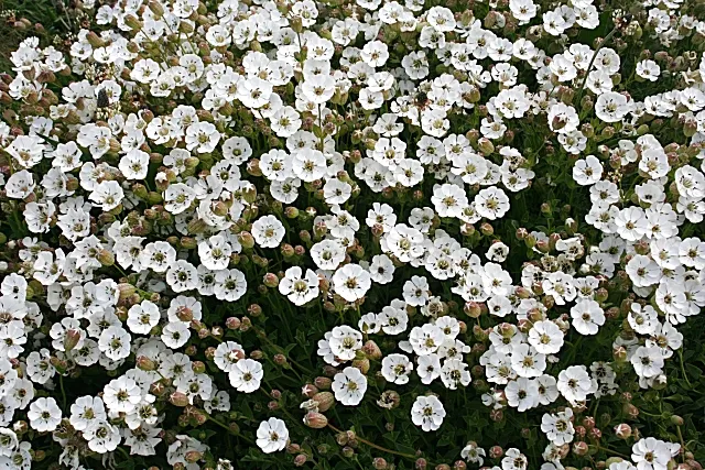 Bladder Campion (Silene Uniflora) — Blooming from late spring to midsummer; silene uniflora, or Bladder Campion, is a resilient perennial, thriving, image 100