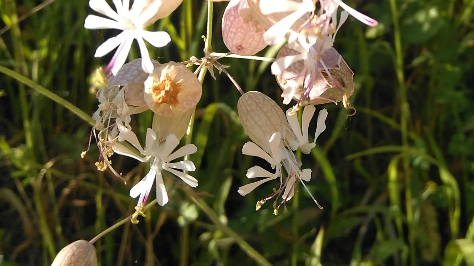 Bladder Campion (Silene Uniflora) — This species prefers well-drained soil; the Bladder Campion is ideal for borders or as a ground cover, image 160