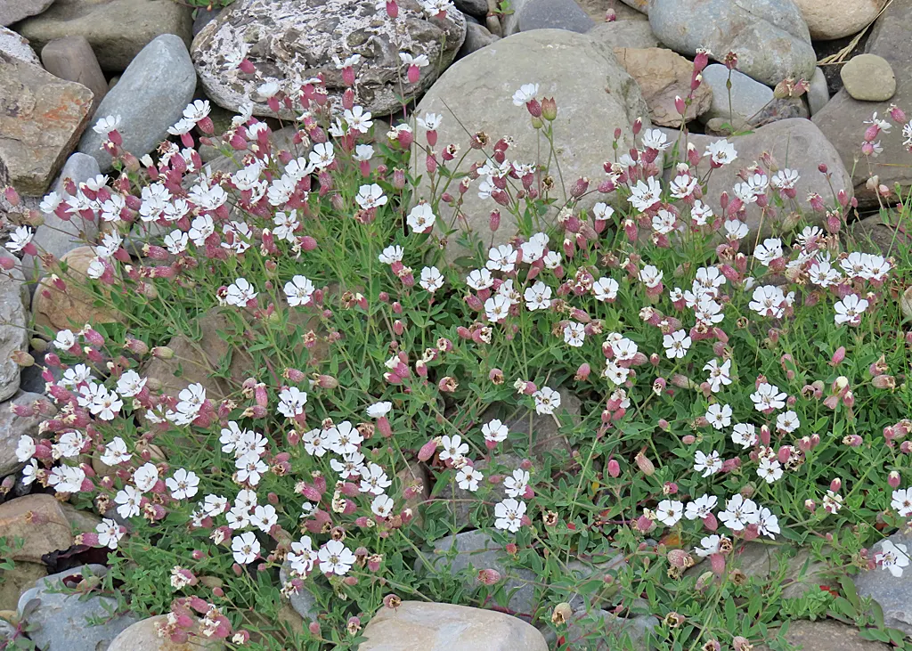Bladder Campion (Silene Uniflora) — It\'s well-suited for zones 3 through 8 and thrives in full sun to partial shade; perennial with white blooms, image 182