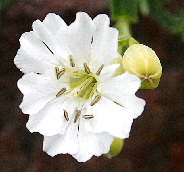 Bladder Campion (Silene Uniflora) — offering long-lasting and understated elegance to gardens with its breezy; perennial for half or shade, image 69