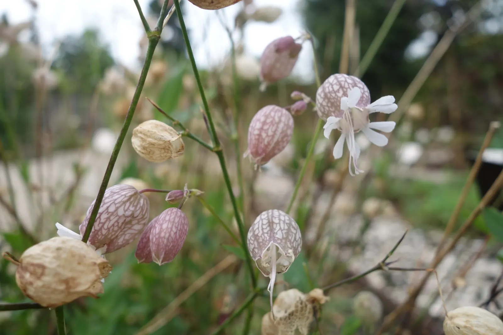 Bladder Campion (Silene Uniflora) — This low-maintenance plant prefers well-draining soil and full sun to part shade; silene uniflora is not, image 75