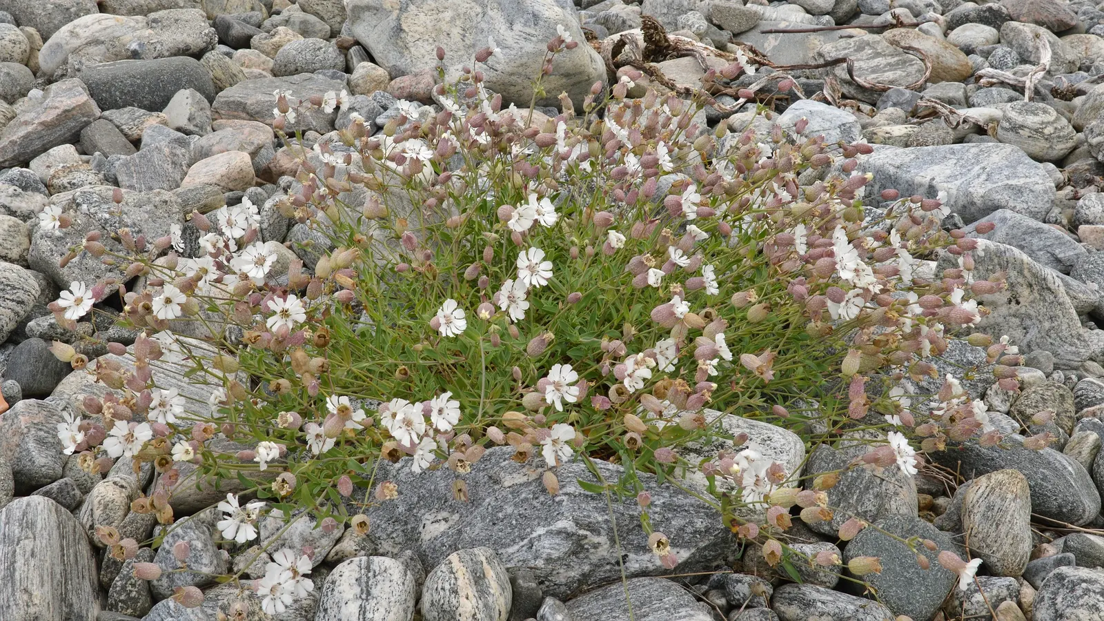 Bladder Campion (Silene Uniflora) — it's ideal for rock gardens; which typically measure around 1 inch across, image 53