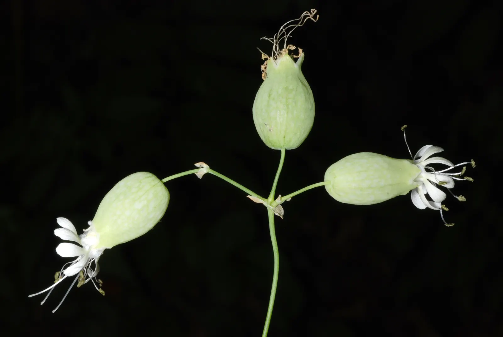 Bladder Campion (Silene Uniflora) — hence the name "Bladder" Campion; it bears white, balloon-like flowers atop 6-12 inch stems with narrow, image 83