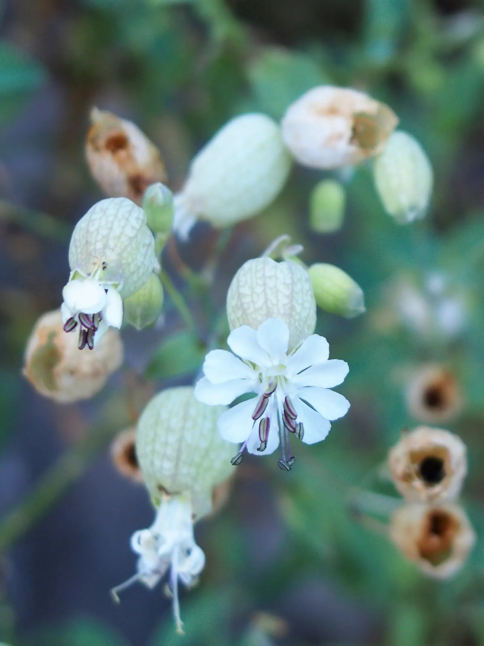 Bladder Campion (Silene Uniflora) — This low-maintenance plant prefers well-draining soil and full sun to part shade; silene uniflora is not, image 51