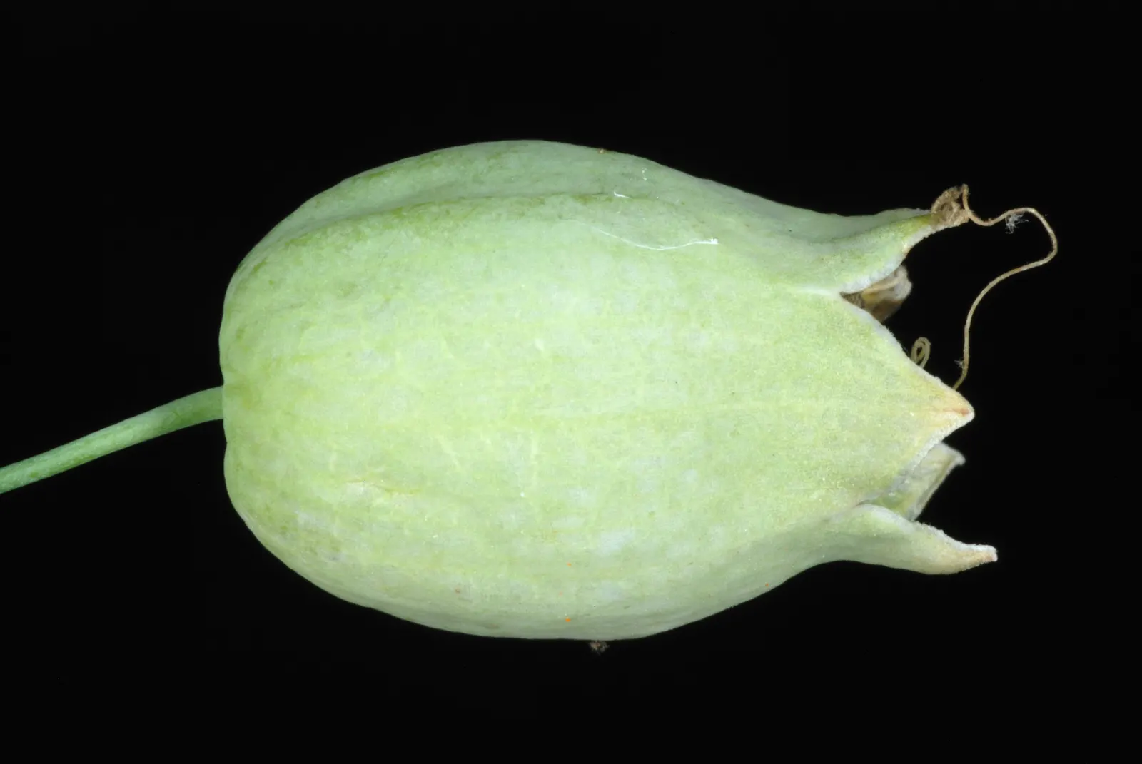 Bladder Campion (Silene Uniflora) — This low-maintenance plant prefers well-draining soil and full sun to part shade; silene uniflora is not, image 147