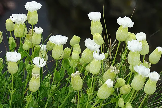 Bladder Campion (Silene Uniflora) — This feature coupled with its light to deep green foliage