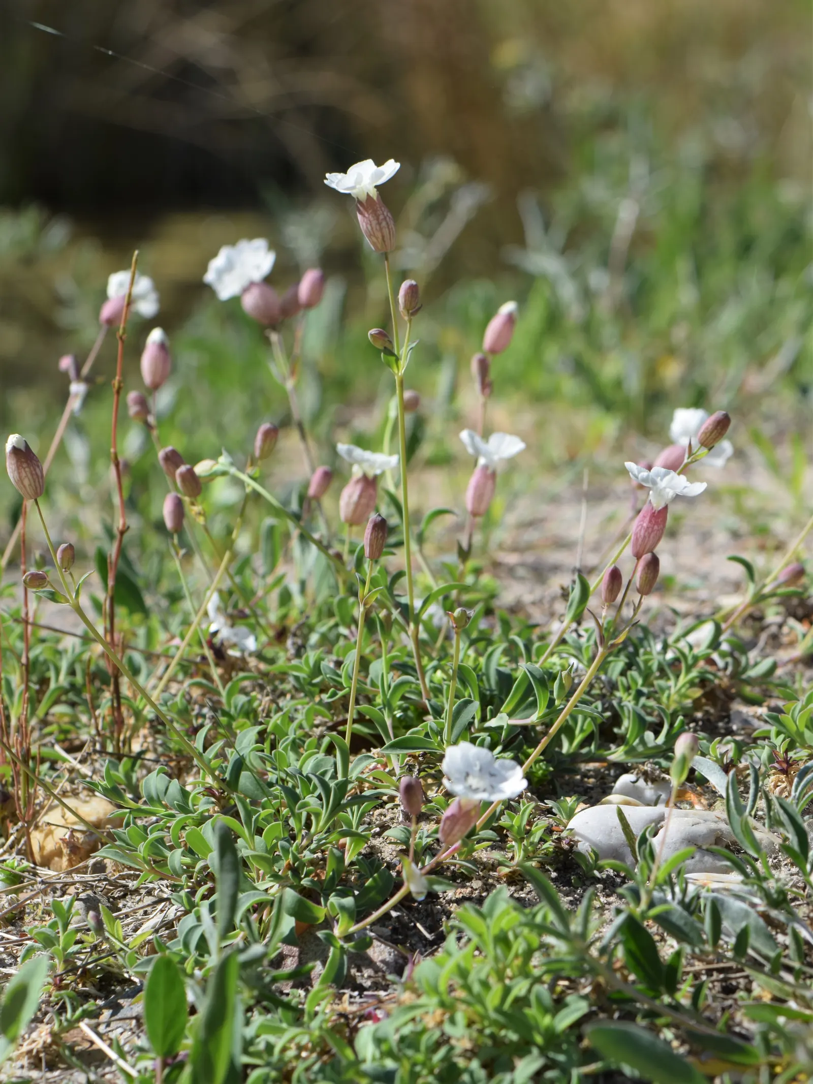 Bladder Campion (Silene Uniflora) — It bears white, balloon-like flowers atop 6-12 inch stems with narrow, blue-green leaves; hence the name, image 50