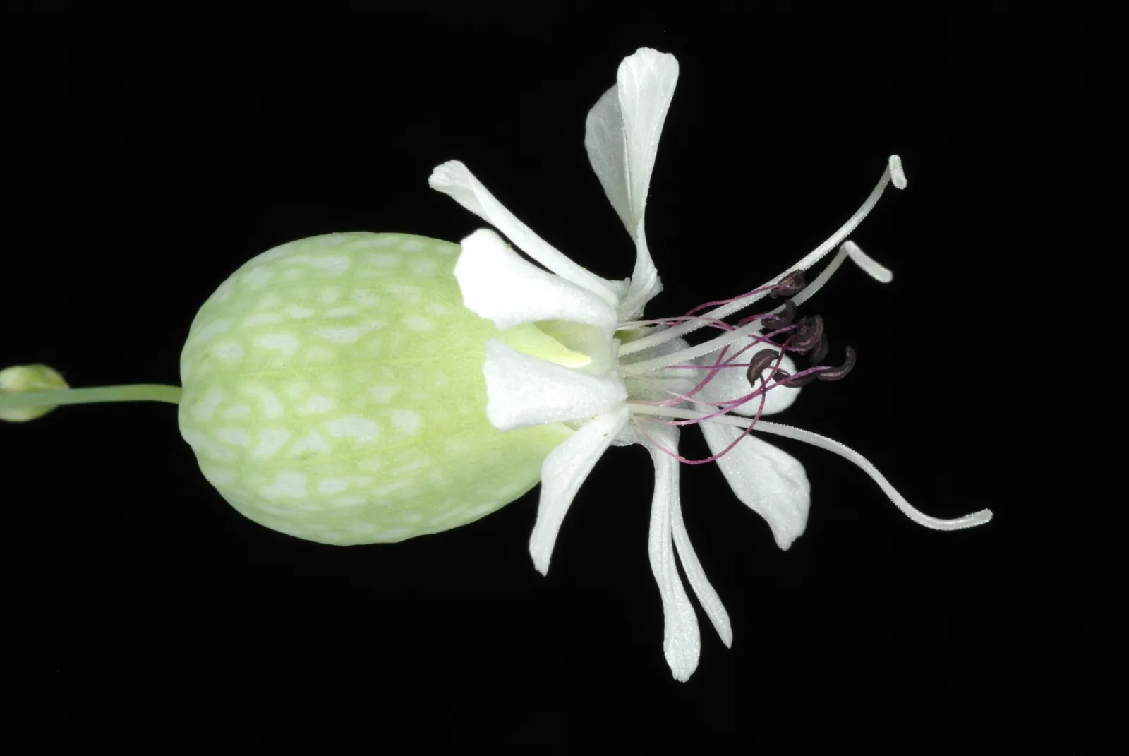 Bladder Campion (Silene Uniflora) — resembling a small balloon; ensuring that its verdant and creamy display remains unmarred.<br><br>Overall, image 178