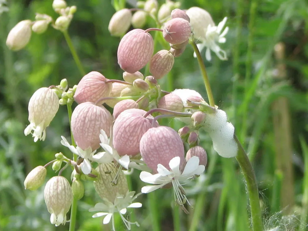 Bladder Campion (Silene Uniflora) — ensuring that its verdant and creamy display remains unmarred.<br><br>Overall; resembling a small balloon, image 115