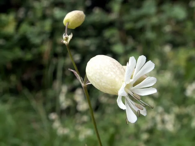 Bladder Campion (Silene Uniflora) — it's ideal for rock gardens; which typically measure around 1 inch across