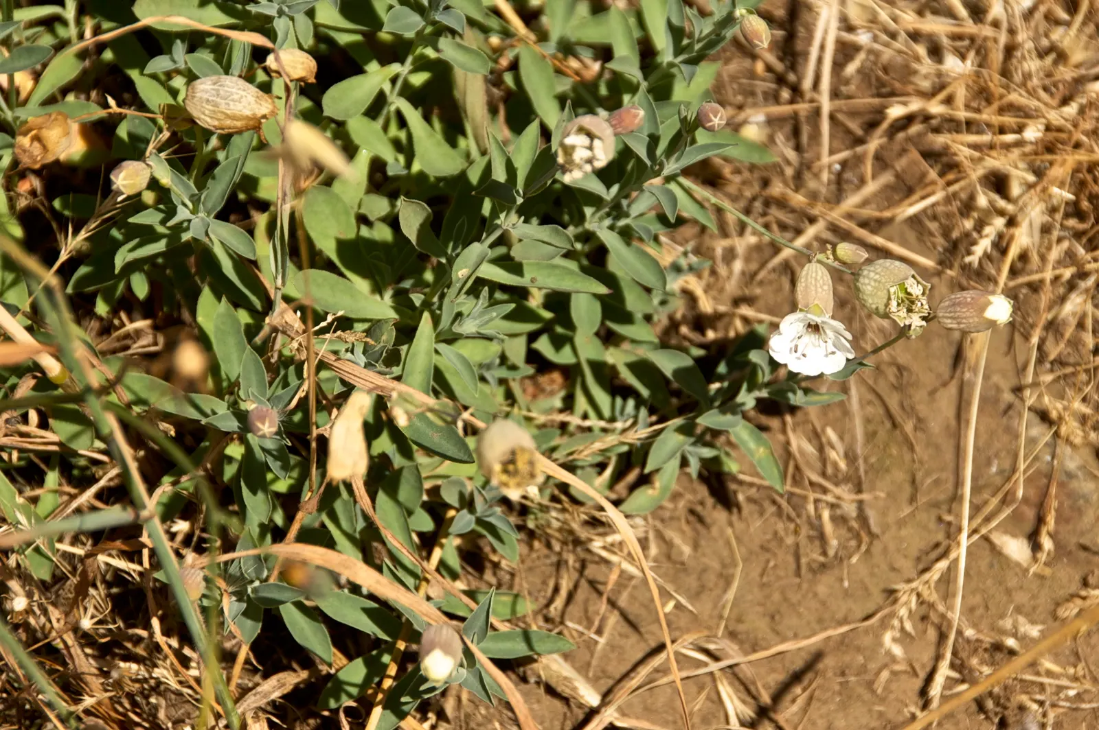 Bladder Campion (Silene Uniflora) — demonstrating adaptability to various garden aspects; airy look and attracting beneficial pollinators, image 135