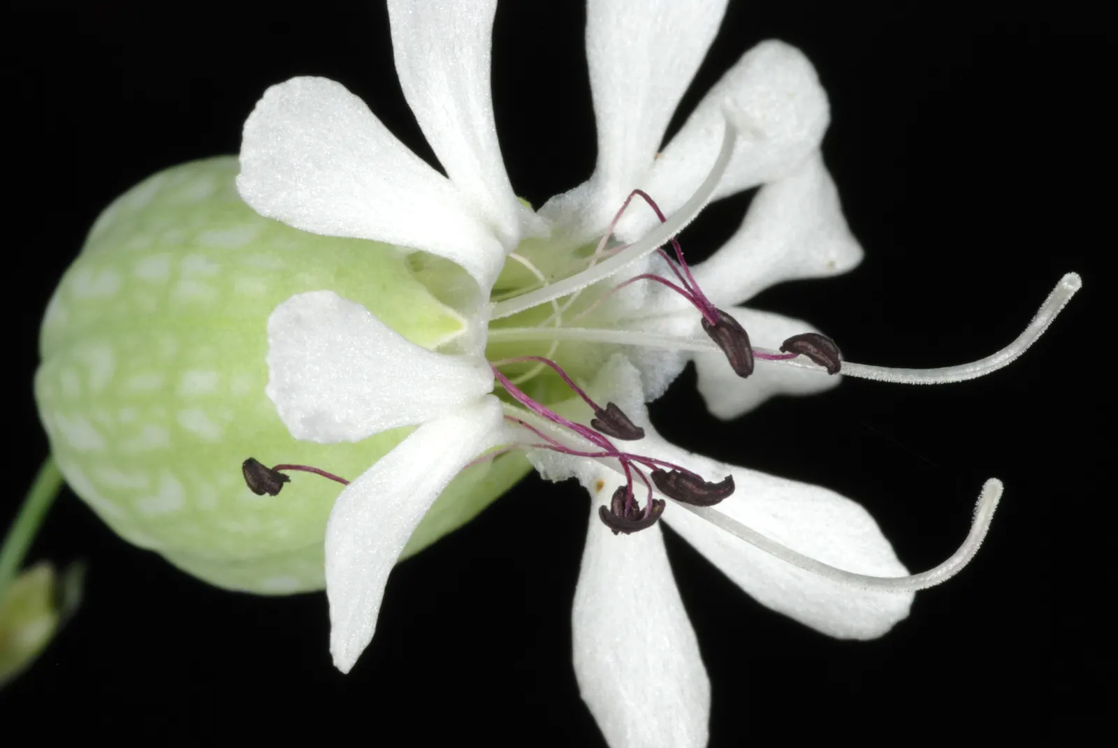 Bladder Campion (Silene Uniflora) — is a charming and robust perennial that adds resilience and grace to a landscape design; white flowers in the, image 103
