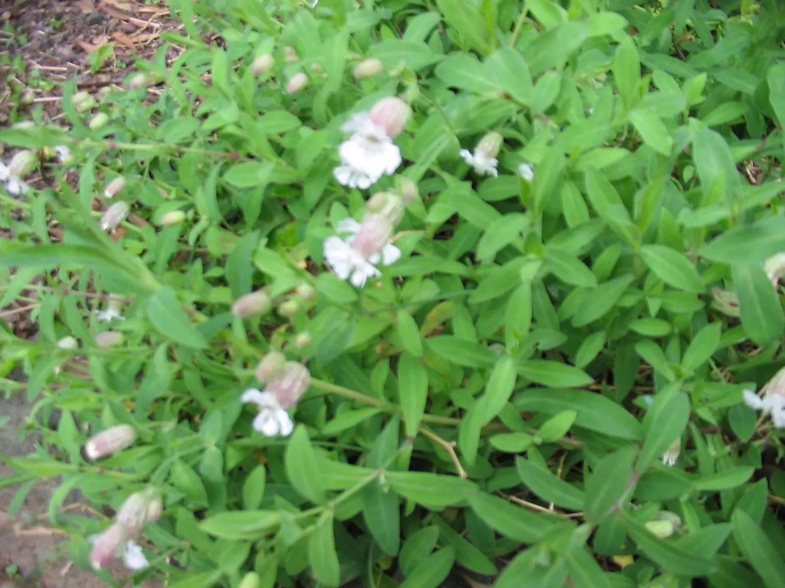 Bladder Campion (Silene Uniflora) — It bears white, balloon-like flowers atop 6-12 inch stems with narrow, blue-green leaves; hence the name, image 98