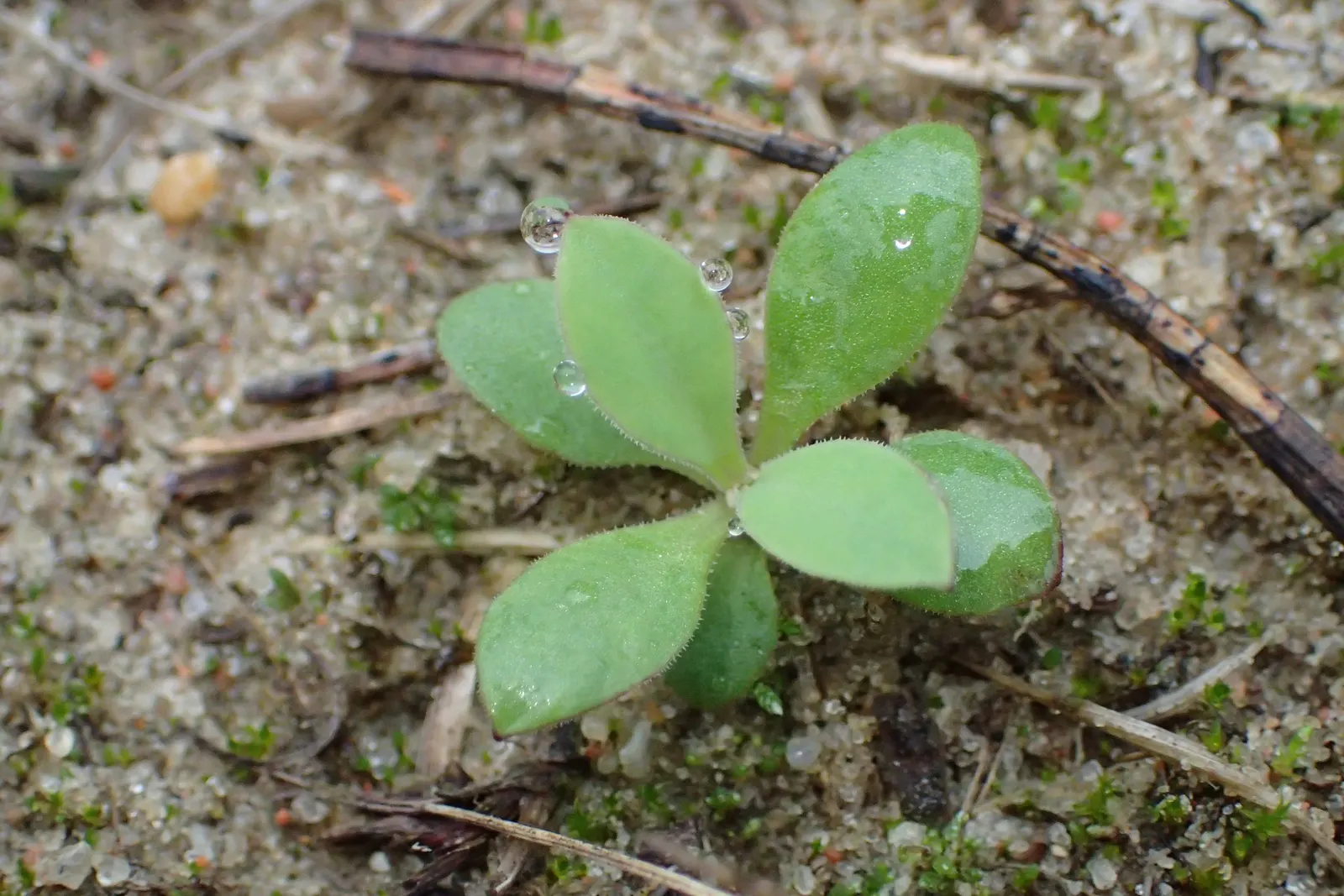 Bladder Campion (Silene Uniflora) — Silene uniflora is not commonly plagued by pests or diseases; this low-maintenance plant prefers well-draining, image 66