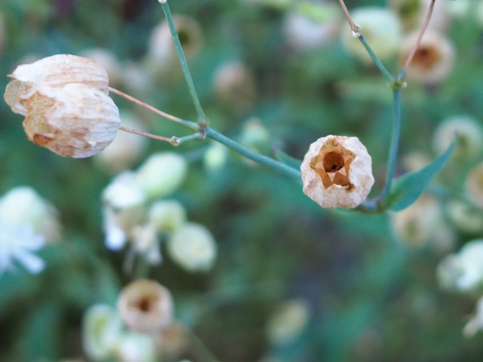 Bladder Campion (Silene Uniflora) — ensuring that its verdant and creamy display remains unmarred.<br><br>Overall; resembling a small balloon, image 139