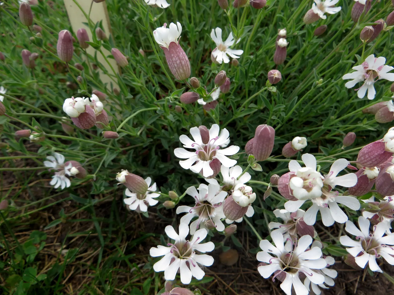 Bladder Campion (Silene Uniflora) — this plant boasts a distinctive inflated calyx; this feature coupled with its light to deep green foliage, image 153