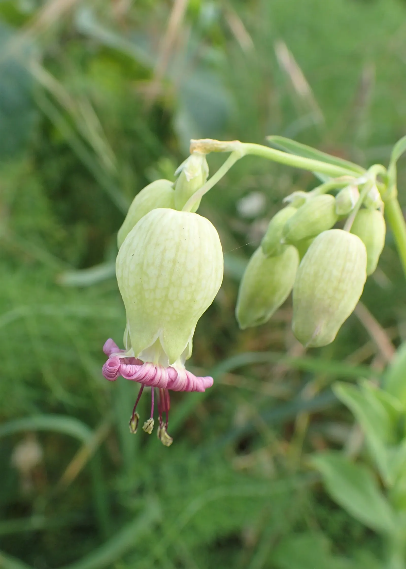 Bladder Campion (Silene Uniflora) — which typically measure around 1 inch across; it's ideal for rock gardens, image 56