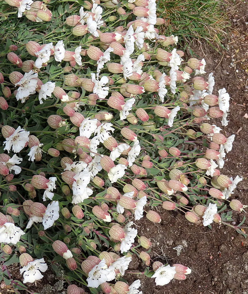 Bladder Campion (Silene Uniflora) — It\'s well-suited for zones 3 through 8 and thrives in full sun to partial shade; perennial with white blooms, image 158