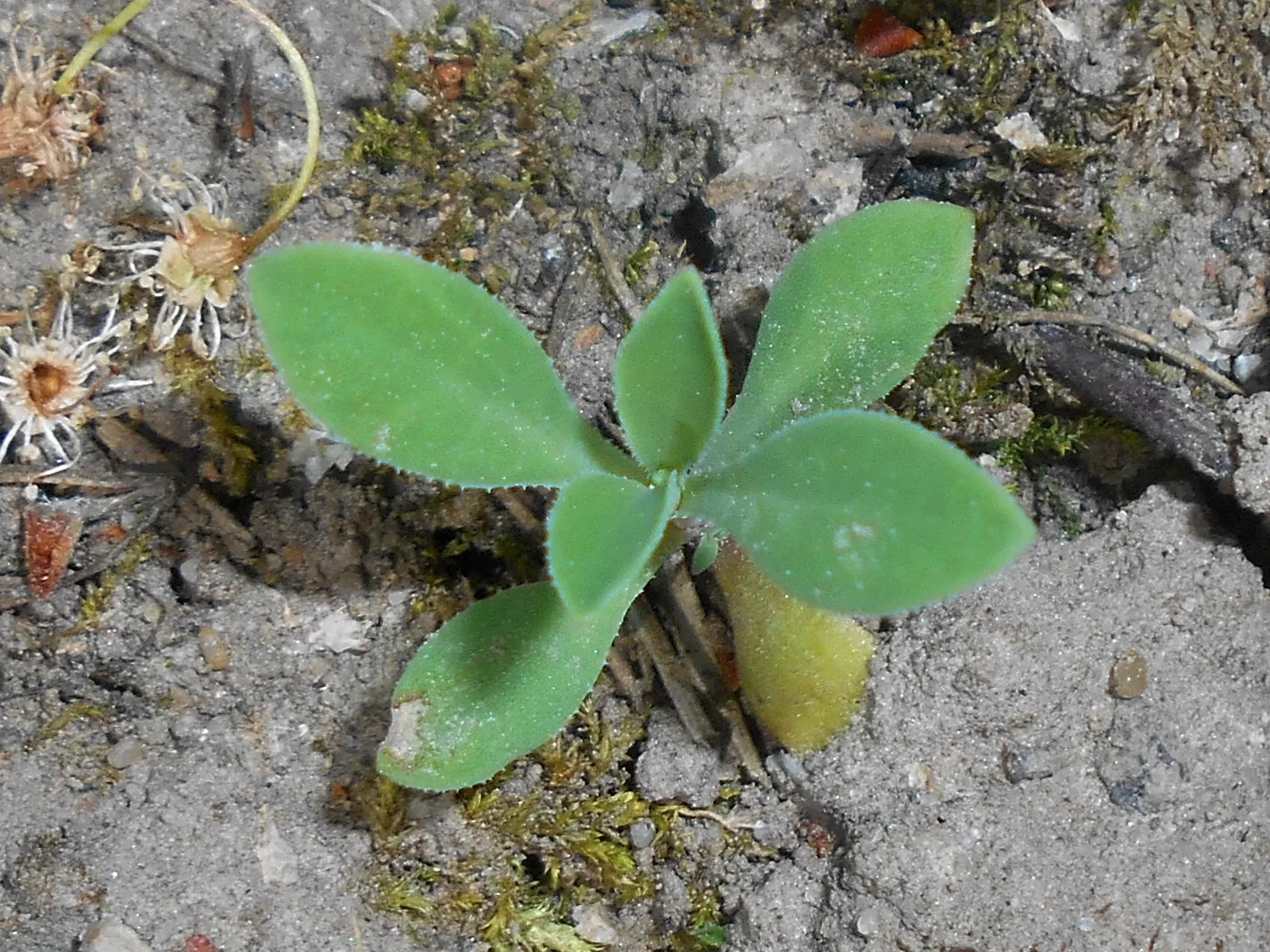 Bladder Campion (Silene Uniflora) — which typically measure around 1 inch across; it's ideal for rock gardens, image 176