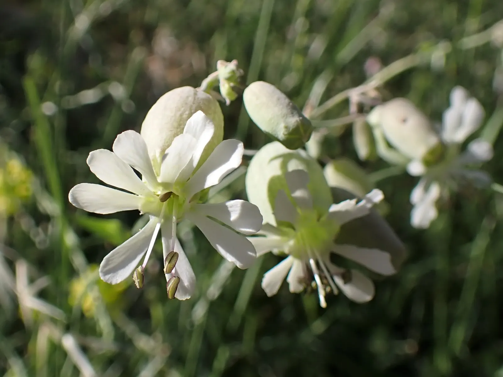 Bladder Campion (Silene Uniflora) — This feature coupled with its light to deep green foliage; this plant boasts a distinctive inflated calyx, image 84