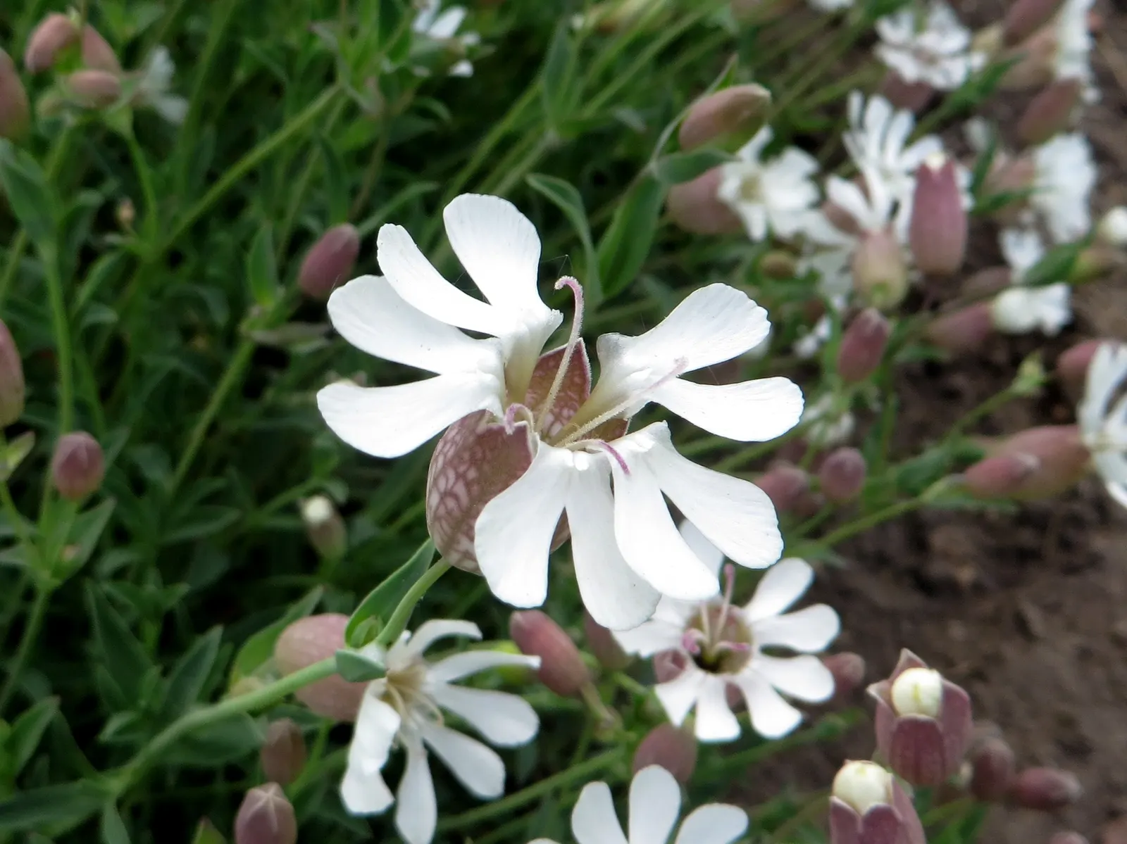 Bladder Campion (Silene Uniflora) — Silene uniflora, or Bladder Campion, is a resilient perennial, thriving in USDA zones 4-8; blooming from late, image 169
