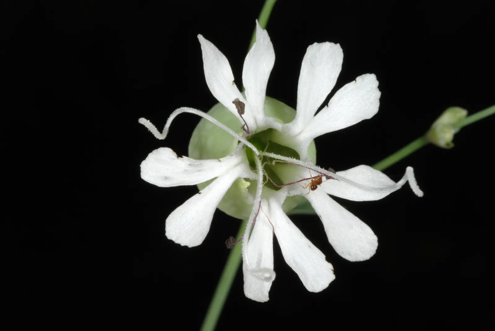 Bladder Campion (Silene Uniflora) — It bears white, balloon-like flowers atop 6-12 inch stems with narrow, blue-green leaves; hence the name "Bladder" Campion