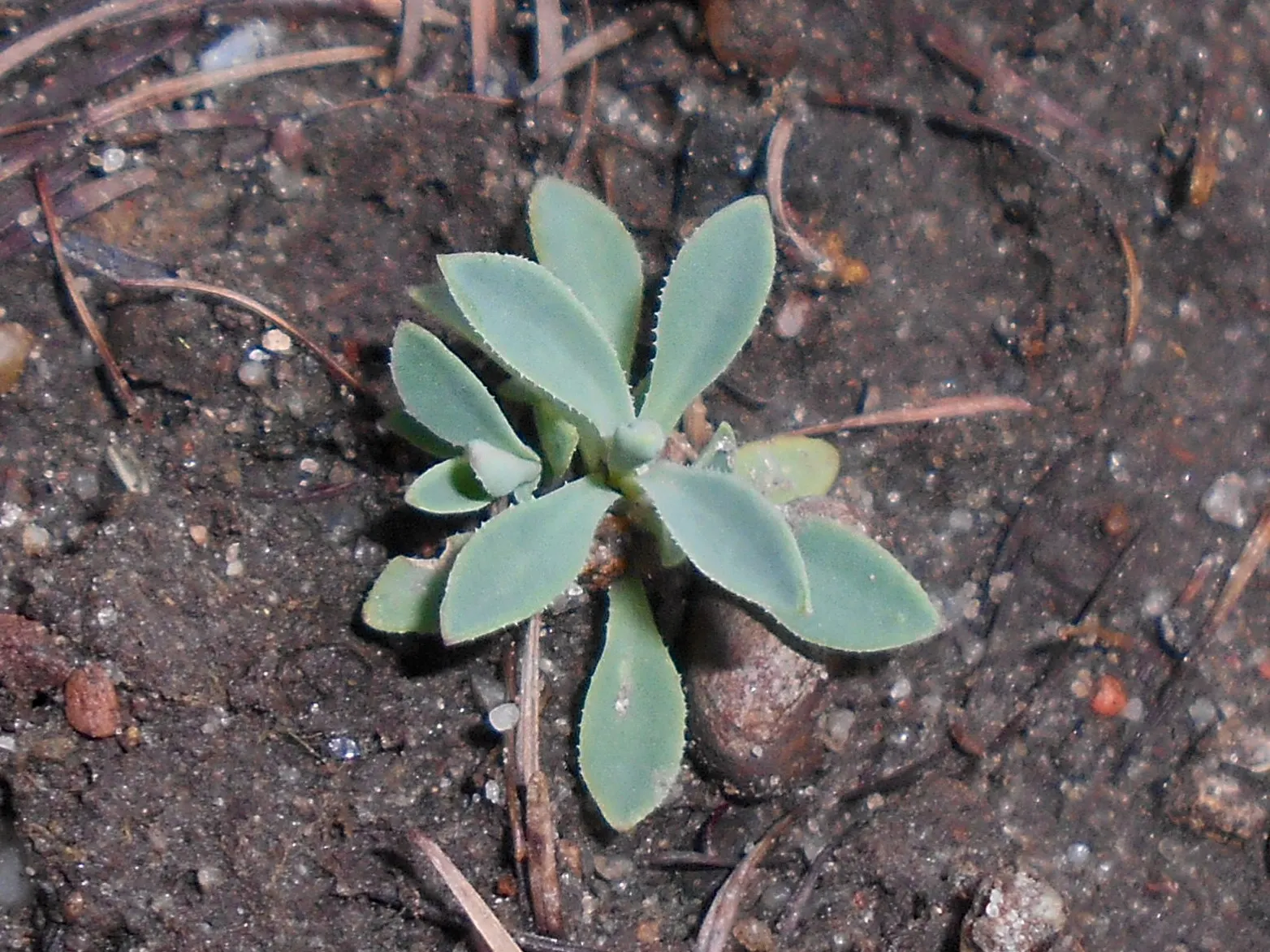 Bladder Campion (Silene Uniflora) — This species prefers well-drained soil