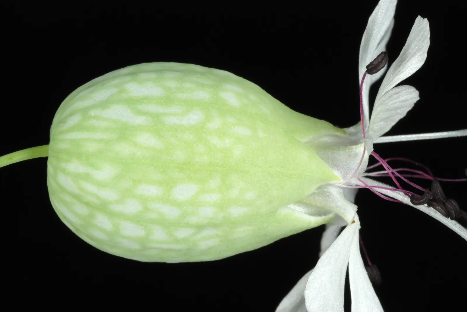Bladder Campion (Silene Uniflora) — resembling a small balloon; ensuring that its verdant and creamy display remains unmarred.<br><br>Overall, image 58