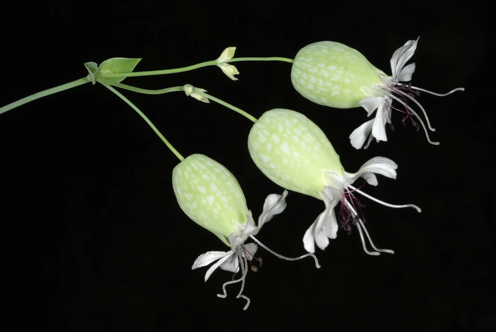 Bladder Campion (Silene Uniflora) — Blooming from late spring to midsummer; silene uniflora, or Bladder Campion, is a resilient perennial, thriving, image 52