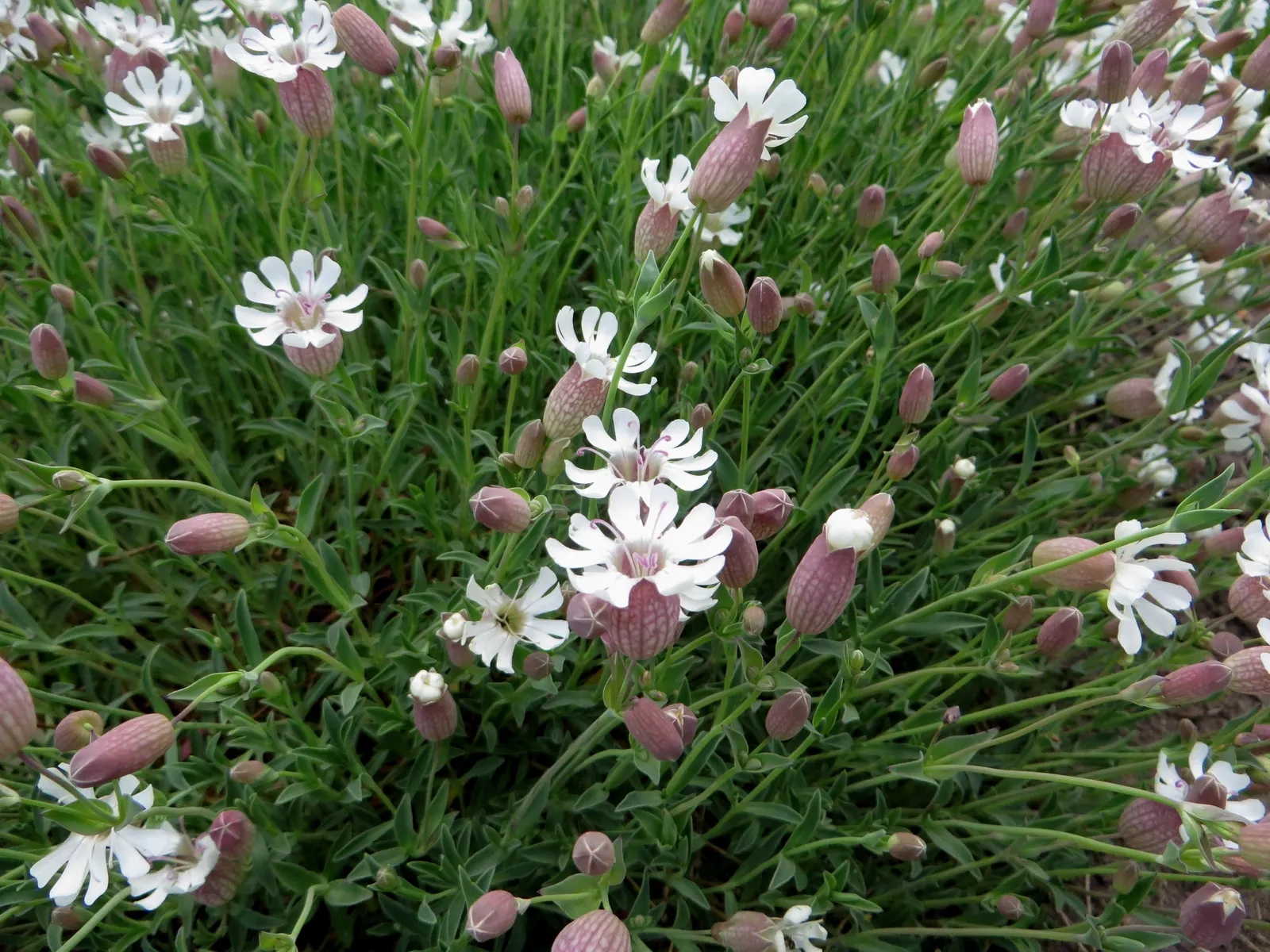 Bladder Campion (Silene Uniflora) — it's ideal for rock gardens; which typically measure around 1 inch across, image 149