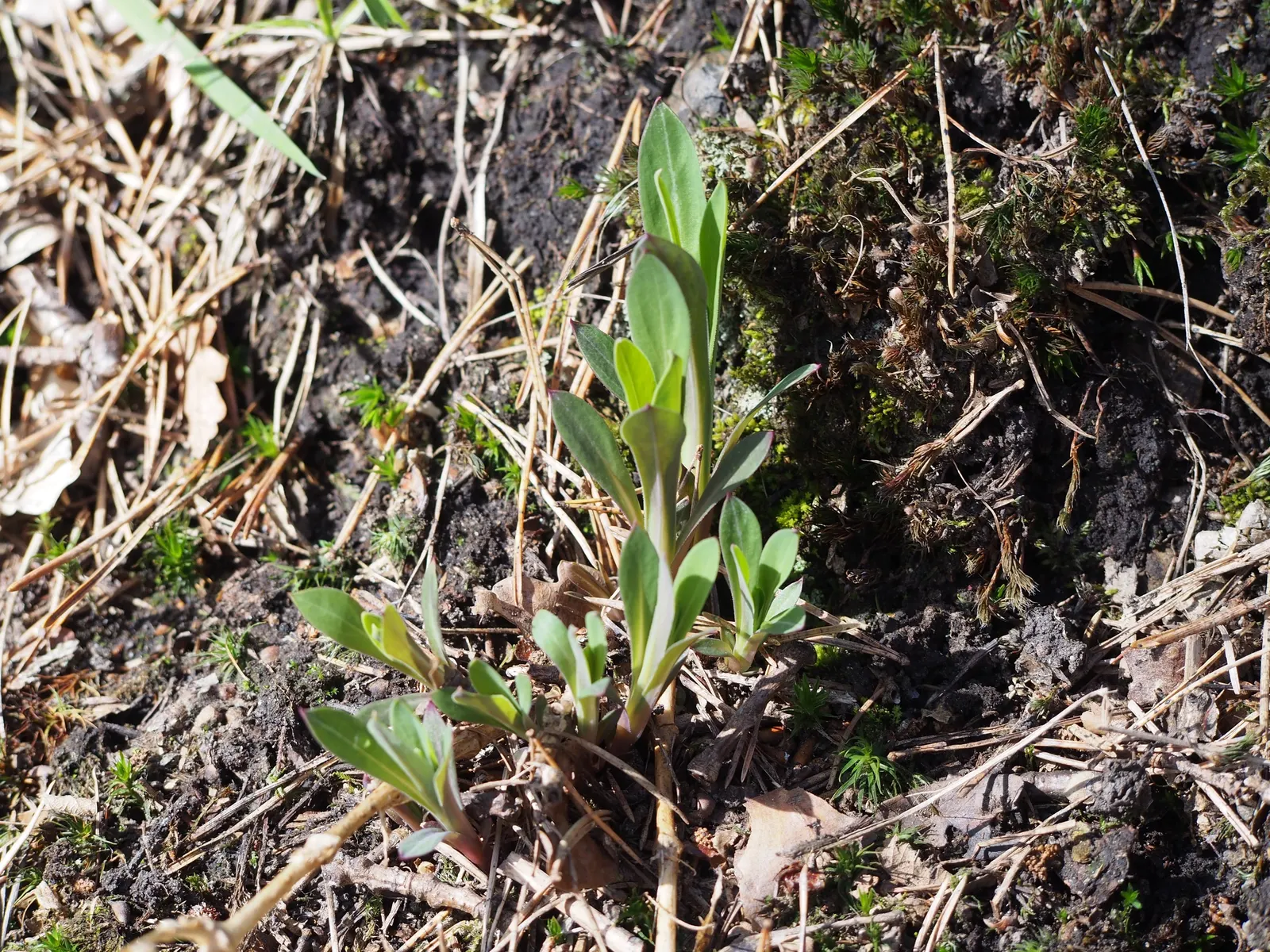 Bladder Campion (Silene Uniflora) — it's ideal for rock gardens; which typically measure around 1 inch across, image 173