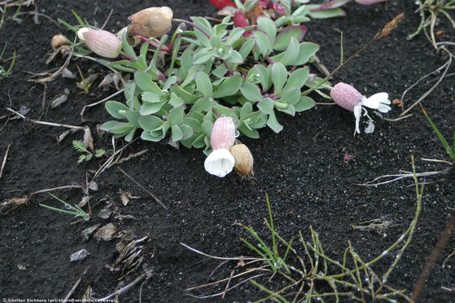 Bladder Campion (Silene Uniflora) — white flowers in the garden
