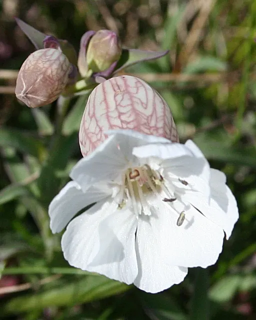 Bladder Campion (Silene Uniflora) — perennial for half or shade; offering long-lasting and understated elegance to gardens with its breezy, image 168
