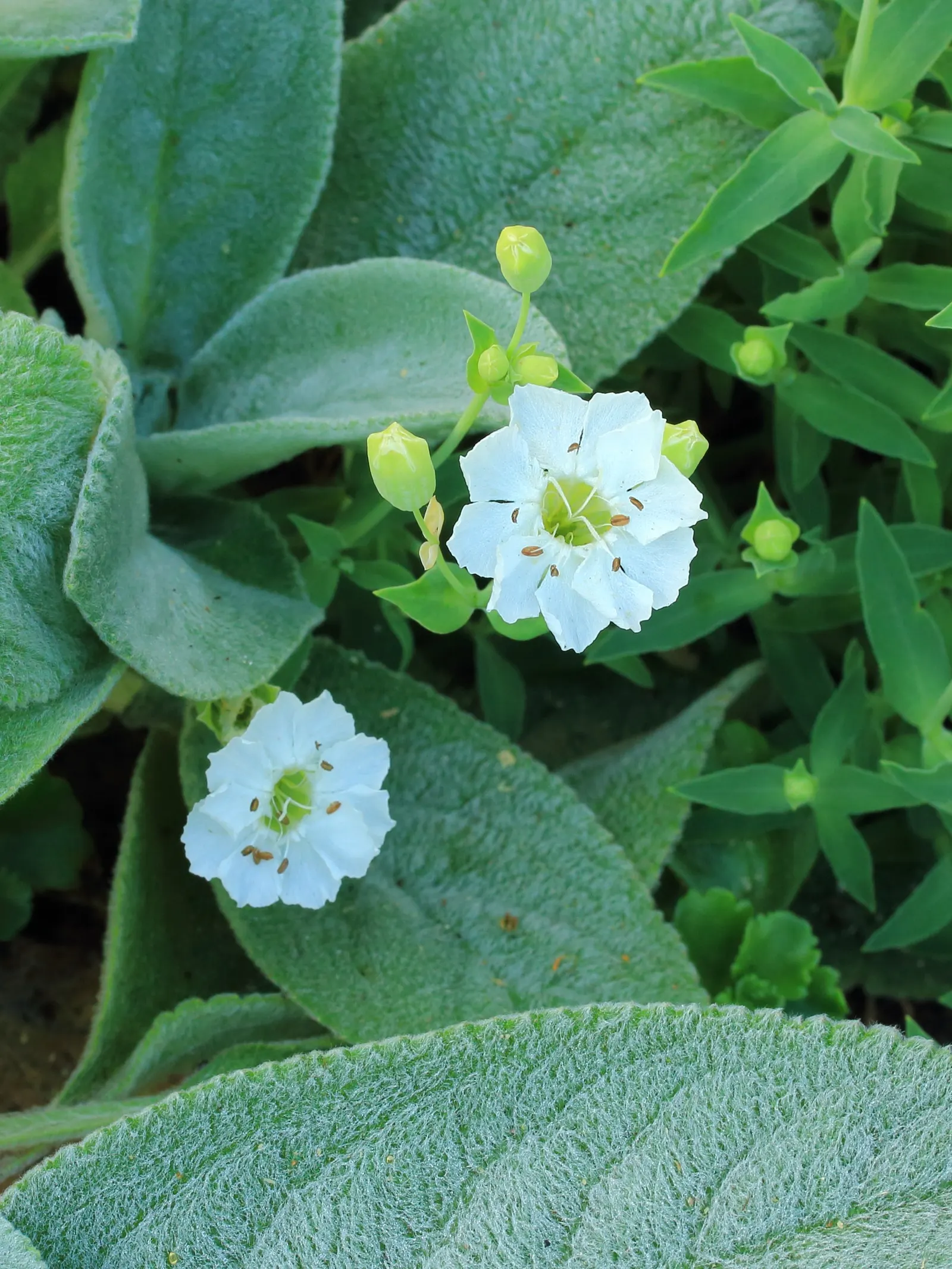 Bladder Campion (Silene Uniflora) — ensuring that its verdant and creamy display remains unmarred.<br><br>Overall; resembling a small balloon, image 91