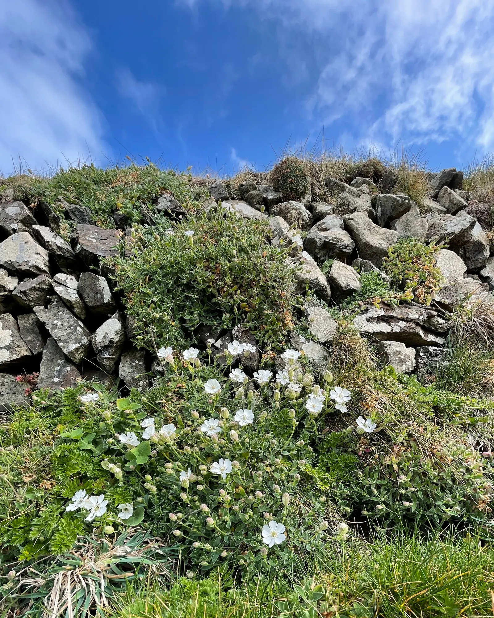 Bladder Campion (Silene Uniflora) — demonstrating adaptability to various garden aspects; airy look and attracting beneficial pollinators, image 87