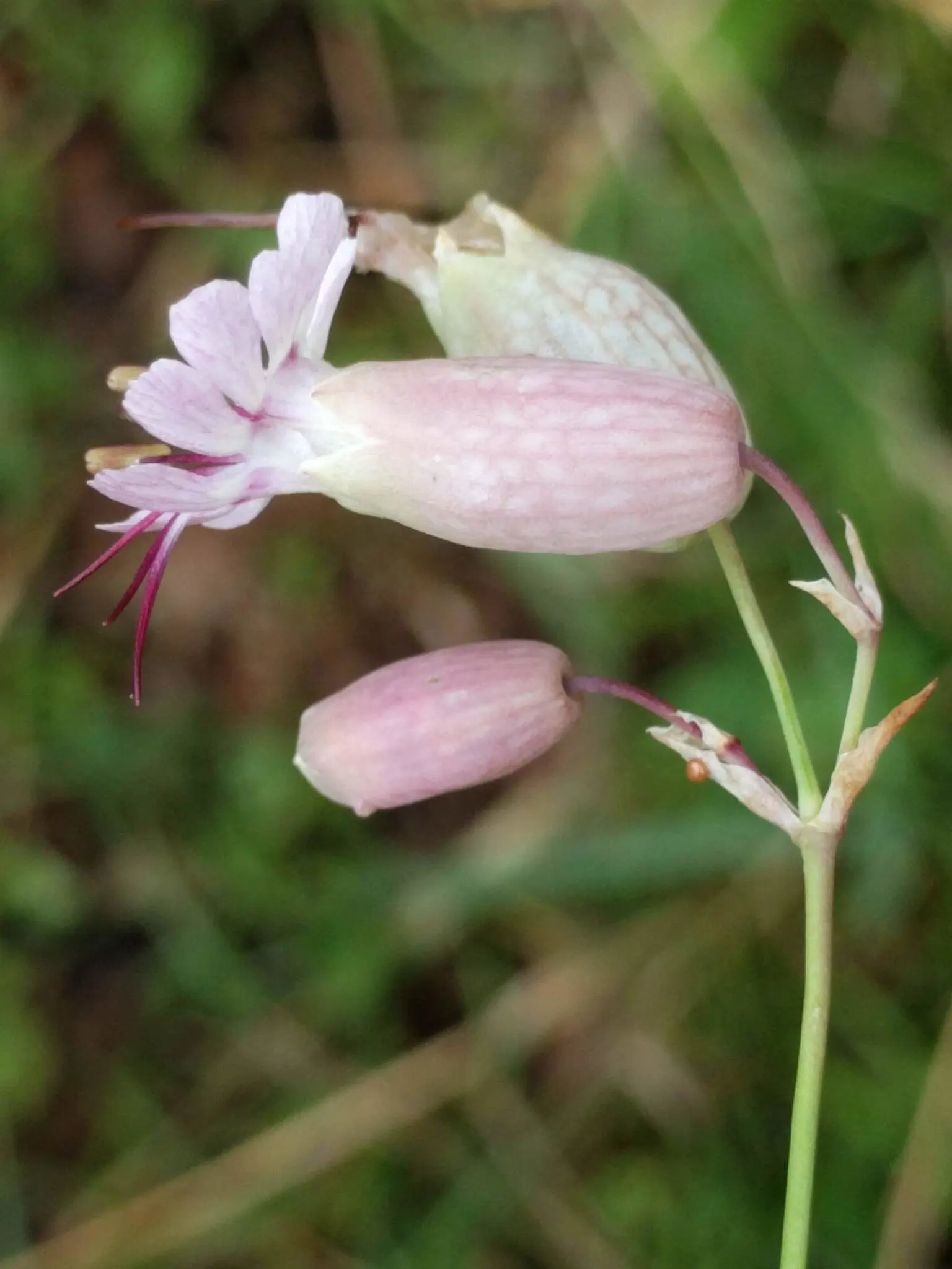 Bladder Campion (Silene Uniflora) — the Bladder Campion is a versatile and graceful component of a resilient landscape
